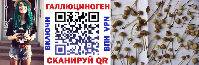ОМГ ОМГ вход что такое Муром Галлюциногенные грибы мицелий